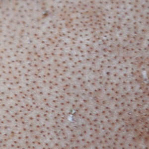 オオボタンタケ背面の子嚢殻の孔
