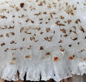 ツブカラカサタケの傘の鱗片