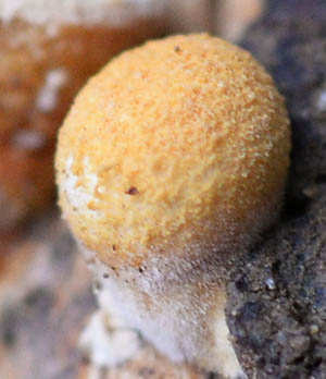 ツネノチャダイゴケ幼菌