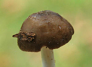 ウラベニガサ幼菌