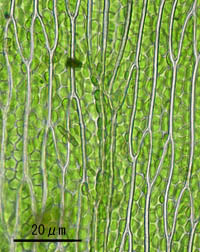 アオハイゴケの葉身細胞