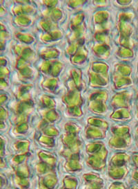 エゾスナゴケの葉のy中部の細胞