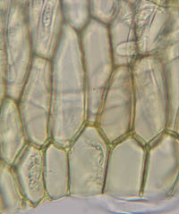 エゾスナゴケの葉の翼部の細胞