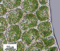 ハイツボミゴケの葉縁の細胞