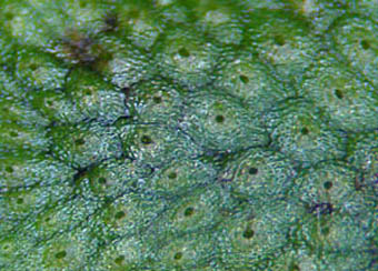 ヒメジャゴケ葉状体表面