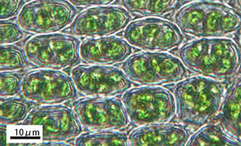 ヒメタチゴケ葉身細胞