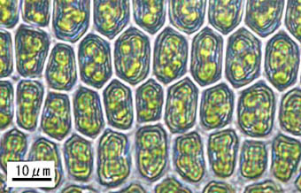 ヒノキゴケの葉身細胞