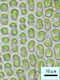 ホソバギボウシゴケの葉中部の細胞