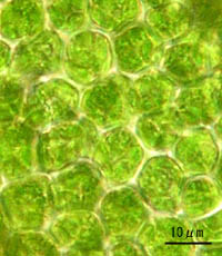ホウオウゴケの葉身細胞