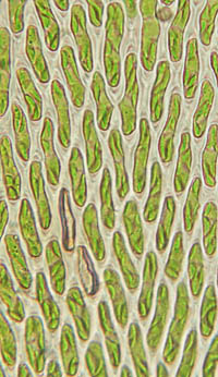 フデゴケの葉身細胞