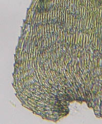 フトリュウビゴケの葉基部の鋸歯