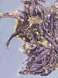 イチョウウキゴケの葉状体の裏