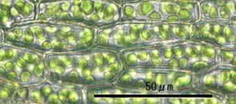 カマサワゴケ葉身細胞