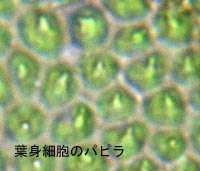 コバノエゾシノブゴケの葉身細胞のパピラ