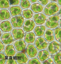 コバノエゾシノブゴケの葉身細胞