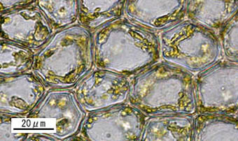 コハネゴケ葉身細胞