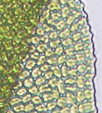 コホウオウゴケ腹翼の細胞のパピラ