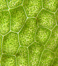 コマチゴケの葉の細胞