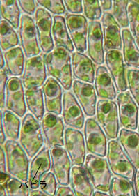 ギンゴケの葉身細胞
