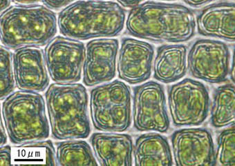コセイタカスギゴケ葉身細胞