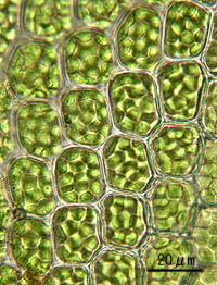 コツボゴケの葉身細胞