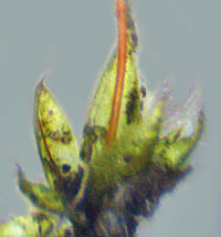 コツリガネゴケの葉