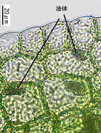 クシノハスジゴケの葉縁の細胞