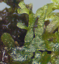 クシノハスジゴケの葉状体