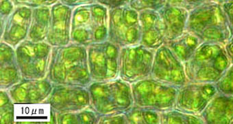 キャラボクゴケ葉身細胞