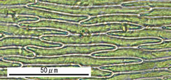 キャラハゴケ葉身細胞