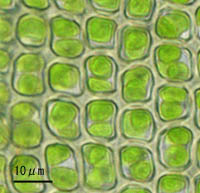 ミノゴケの葉身細胞
