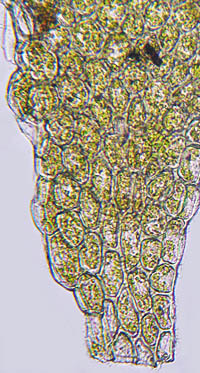ミヤマハネゴケの葉の基部細胞