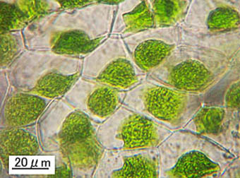 ナガサキツノゴケ葉身細胞
