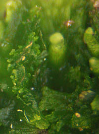 ナガサキツノゴケの葉状体