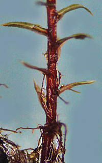 ナメリチョウチンゴケ茎の基部