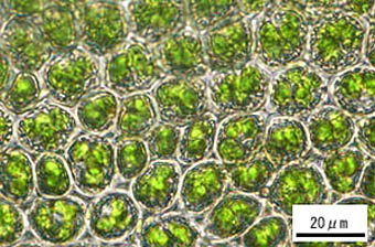 ナメリチョウチンゴケの葉身細胞
