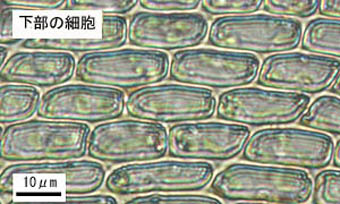 ネジクチゴケ葉下部の細胞