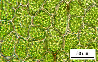 ニセヤハズゴケ葉身細胞