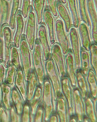 ノミハニワゴケの葉身細胞