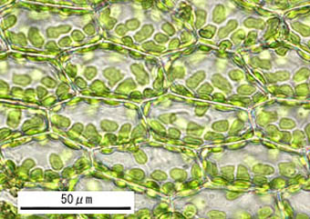 ヌマハリガネゴケの葉身細胞