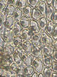 オオシノブゴケの葉身細胞