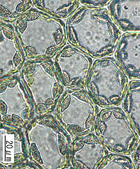オオウロコゴケの葉身細胞