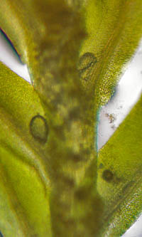 サクラジマホウオウゴケの茎