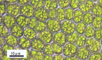 サクラジマホウオウゴケの葉身細胞