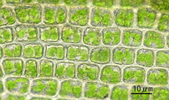サヤゴケ葉身細胞