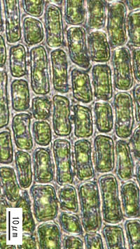 タマゴケの葉身細胞