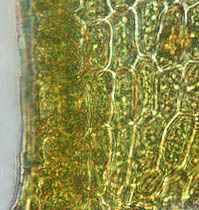タチヒダゴケの葉基部の細胞