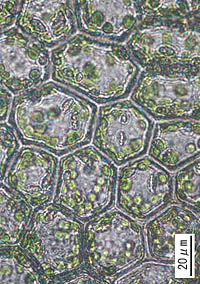トサホラゴケモドキの葉身細胞
