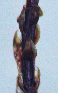 トウヨウチョウチンゴケの茎下部の葉
