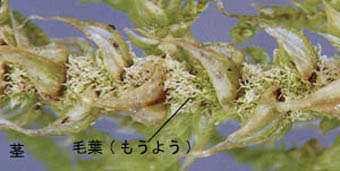 トヤマシノブゴケの茎